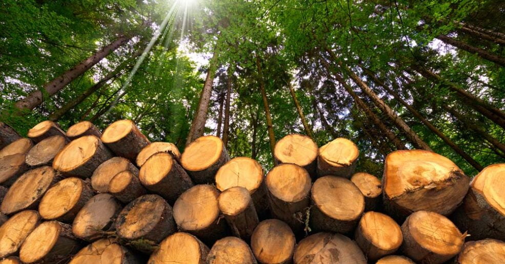 FWPA launches new website for wood products sector